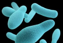 장 건강이 면역력에 미치는 영향, 그 중요성과 관리 방법 blue and white hearts illustration