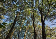 완도 붉가시나무 자생지 보전, 과학적 관리 방안으로 미래 숲 지킨다