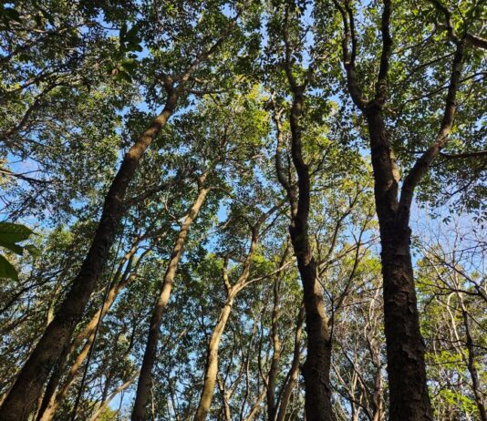 완도 붉가시나무 자생지 보전, 과학적 관리 방안으로 미래 숲 지킨다