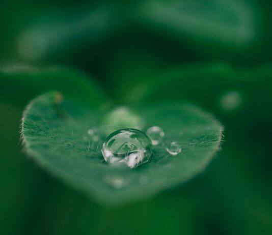 ‘마음의 근육’ 키우는 마인드풀니스, 집에서 시작하는 마음 건강 루틴 green leaf with water drops
