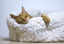 만성피로, 일상 속 작은 변화를 통한 해소법 주목받아 orange tabby cat sleeping on white pet bed